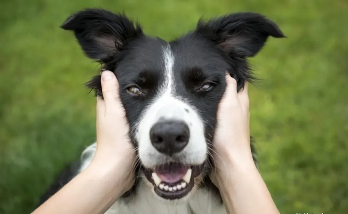  A orelha de cachorro é uma parte do corpo cheia de curiosidades e funções importantes 