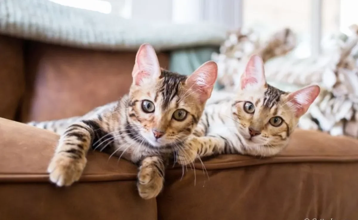Gatos de raça: saiba como ter esse felinos em casa de maneira segura e responsável