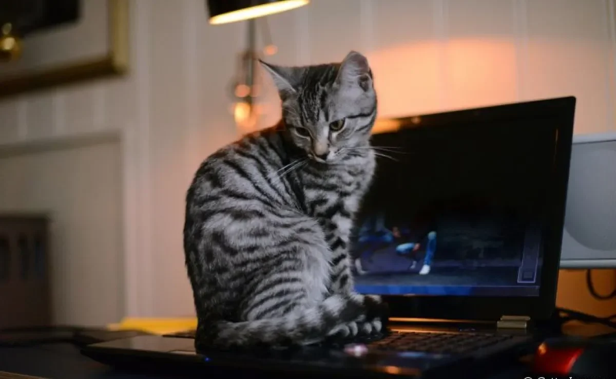 Seu bichano ama ficar deitado em cima do notebook? Entenda melhor esse comportamento de gato!