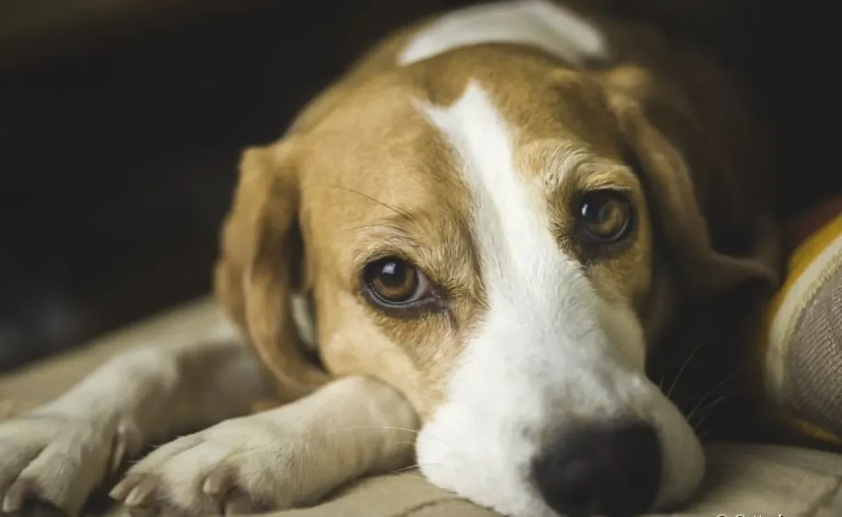  Depressão em cachorro: descubra o que pode causar e como ajudar o seu amigo a superar o quadro 