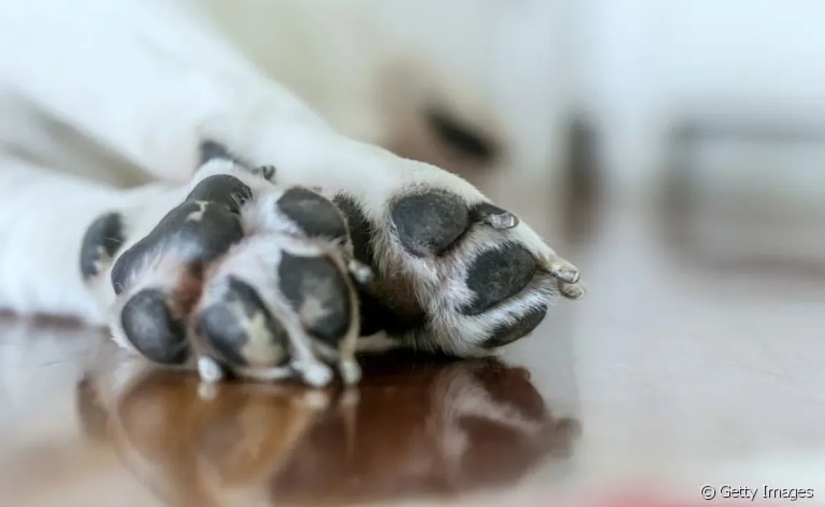 A pata de cachorro costuma ter um odor bem específico, que se assemelha ao chulé nos humanos. Isso é normal?