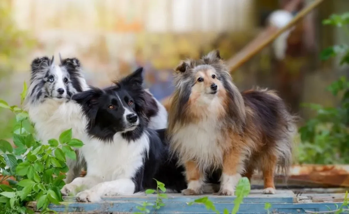 Border Collie ou Pastor-de-shetland? Aprenda a diferenciar as duas raças de cachorro!