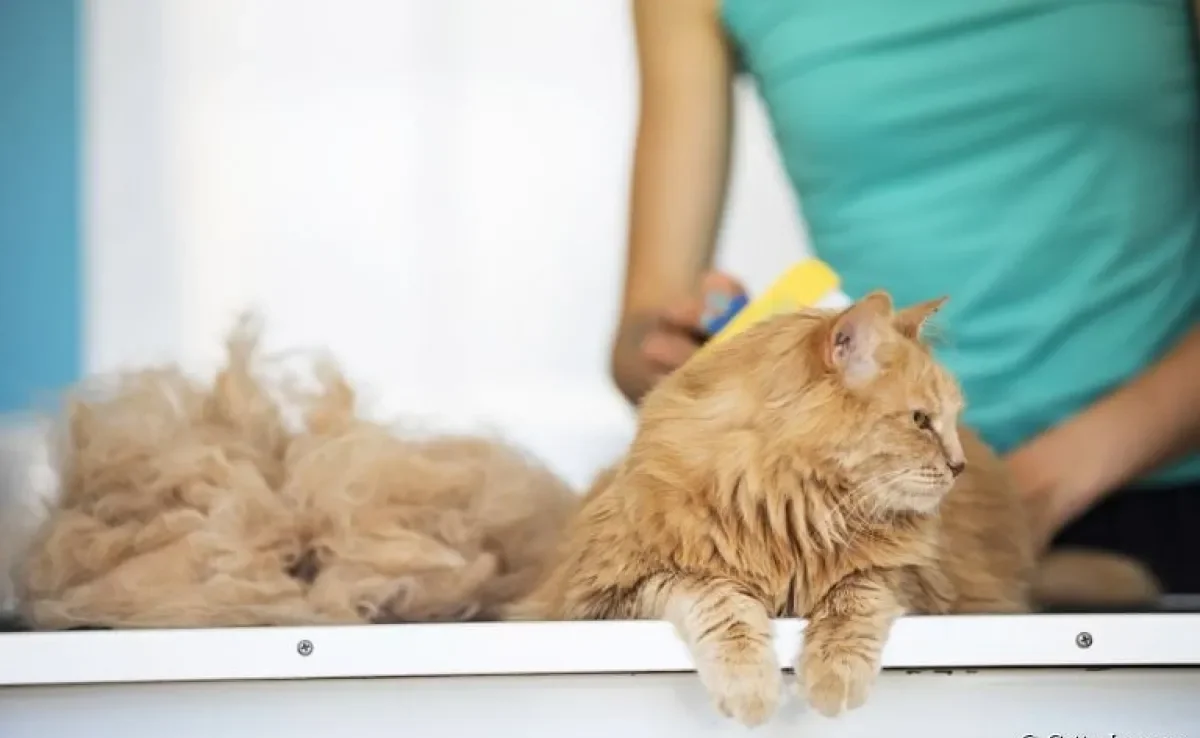A queda de pelo em gatos pode não ser nada demais, mas também pode ser indicativo de problemas