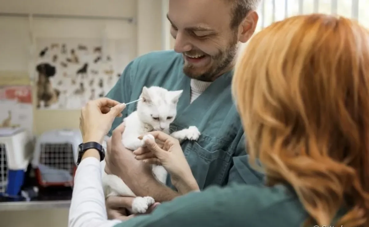  Seja na clínica veterinária ou em casa, o acompanhamento médico é super importante para a saúde do gato 