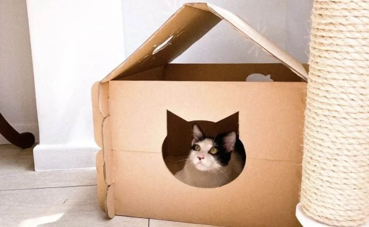 Cama para gato: o Chicó ama sua caixa de papelão e tira várias sonecas nela