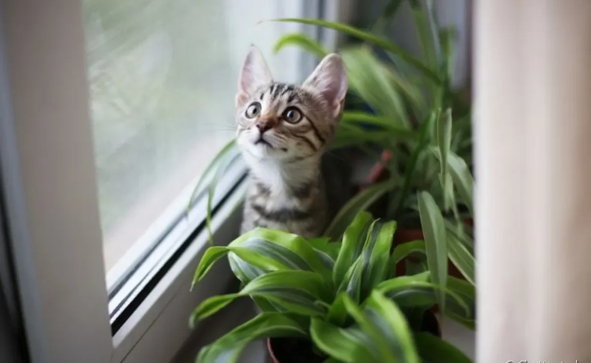 Alguns gatos são fascinados por plantas... mas o tutor precisa tomar alguns cuidados!