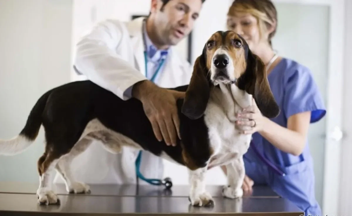 Plano de saúde para cães é uma boa opção para economizar nas idas ao veterinário