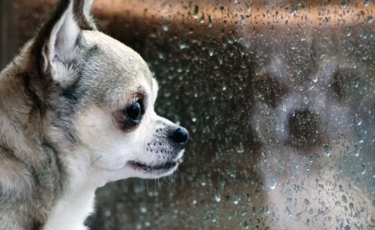 Cachorro com medo de chuva e trovão? Saiba o que fazer para deixá-lo mais calmo nessas horas!