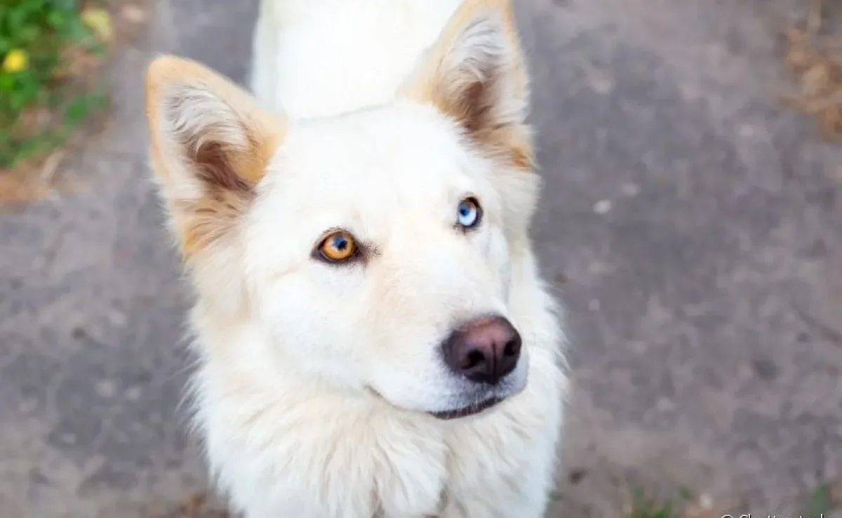  Husky Siberiano é uma das raças com maior propensão para nascer com heterocromia 