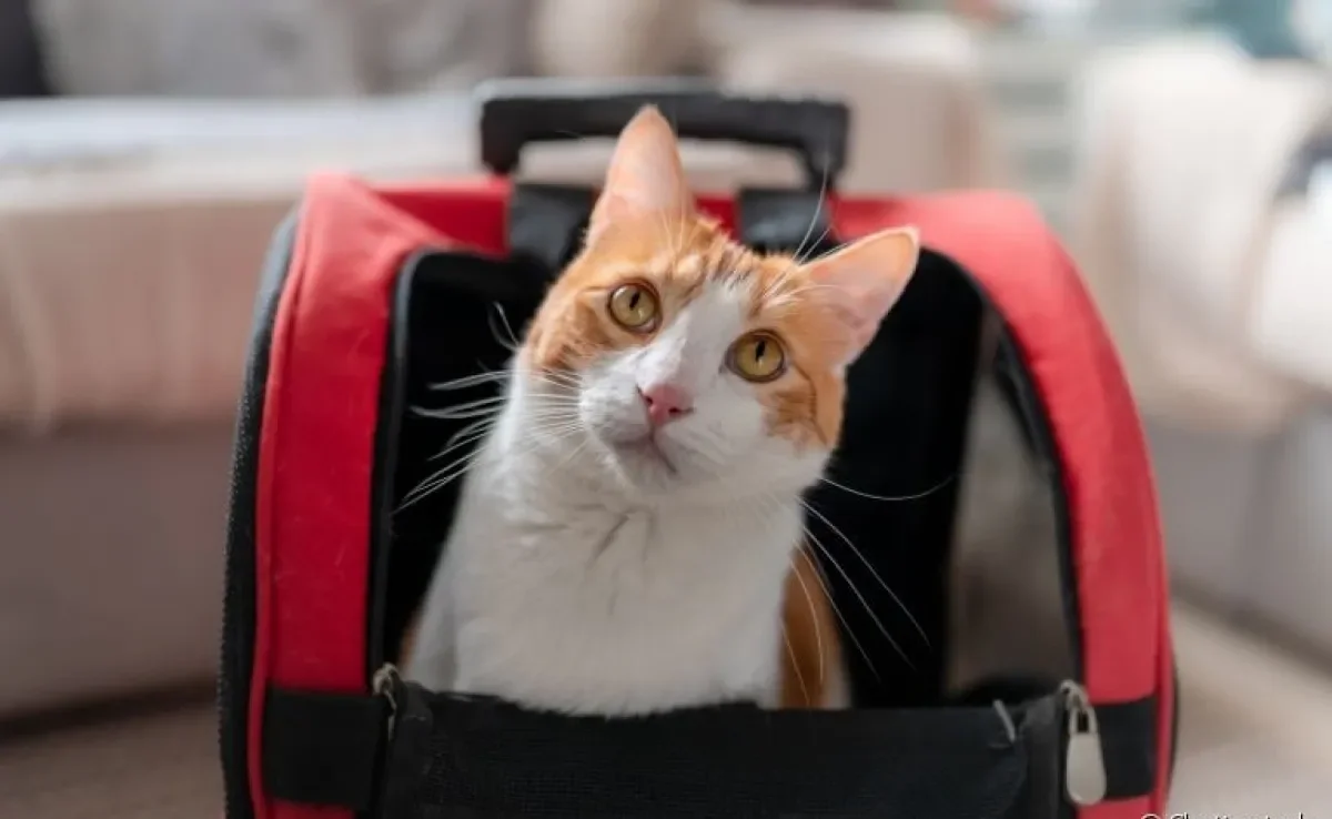 A mochila de gato pode trazer mais conforto para a rotina do bichano (e praticidade para o tutor também!)