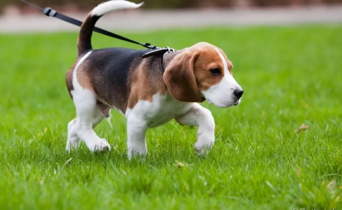Passear com cachorro: exercícios e atividades podem variar de acordo com as características do animal. Saiba mais!