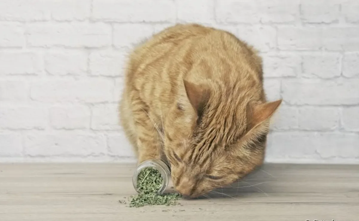 Erva de gato: para que serve, os efeitos da plantinha e como usá-la no dia a dia com seu pet