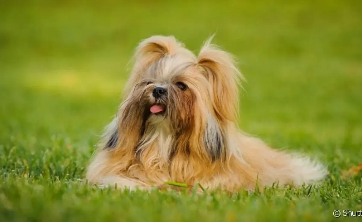 O Shih Tzu é muito popular e companheiro: saiba mais sobre esse cãozinho amado pelos brasileiros!
