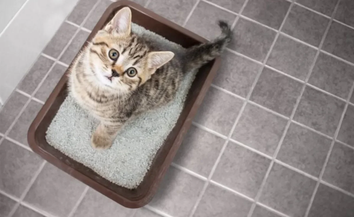 Aprenda como limpar a caixa de areia do gato do jeito certo