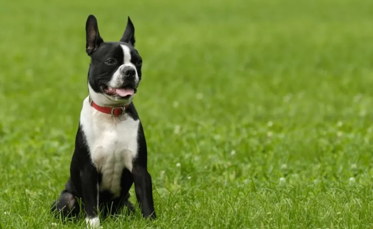 Boston Terrier: conheça este cachorro de raça pequeno que vai fazer você se apaixonar! 