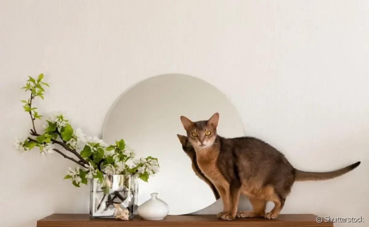 Veja ótimas dicas para combinar as prateleiras para gatos com a decoração da sua casa
