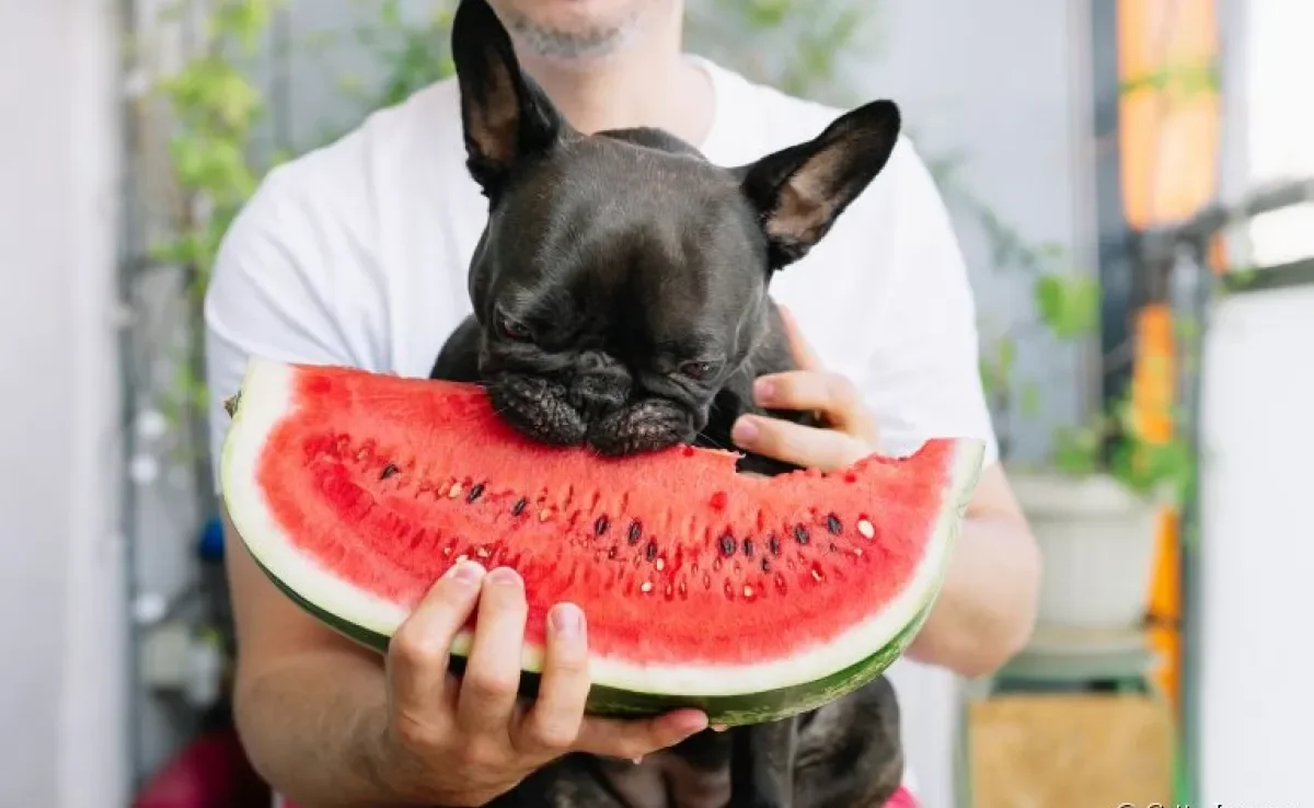 Descubra a seguir quais frutas que cachorro pode comer e qual é a melhor forma de oferecê-las! 