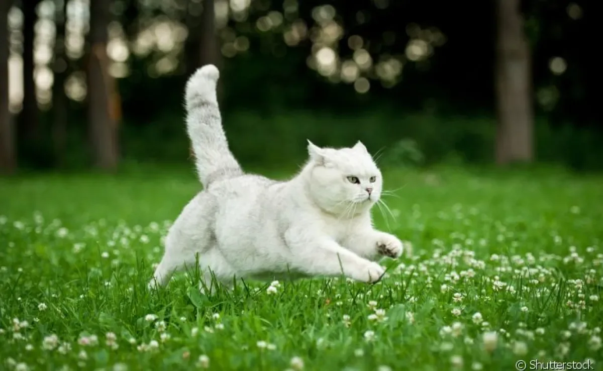 Gato correndo de um lado pro outro: entenda os principais motivos por trás desse comportamento felino