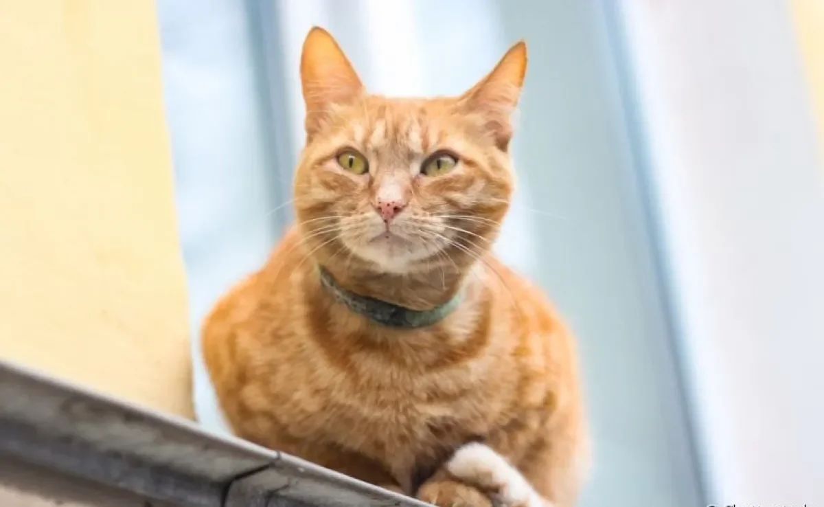 Já reparou que o gato laranja costuma ter pontinhos pretos no nariz e boca? Entenda o que as manchinhas significam!