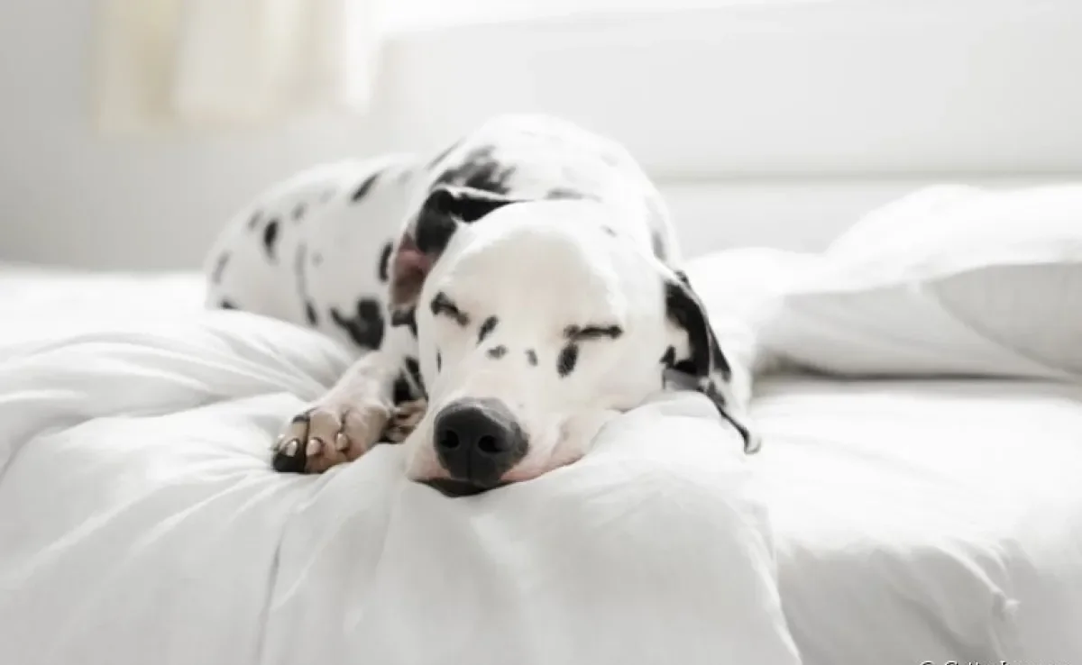 Cachorro que ronca: descubra o que pode desencadear o problema na saúde do seu cão