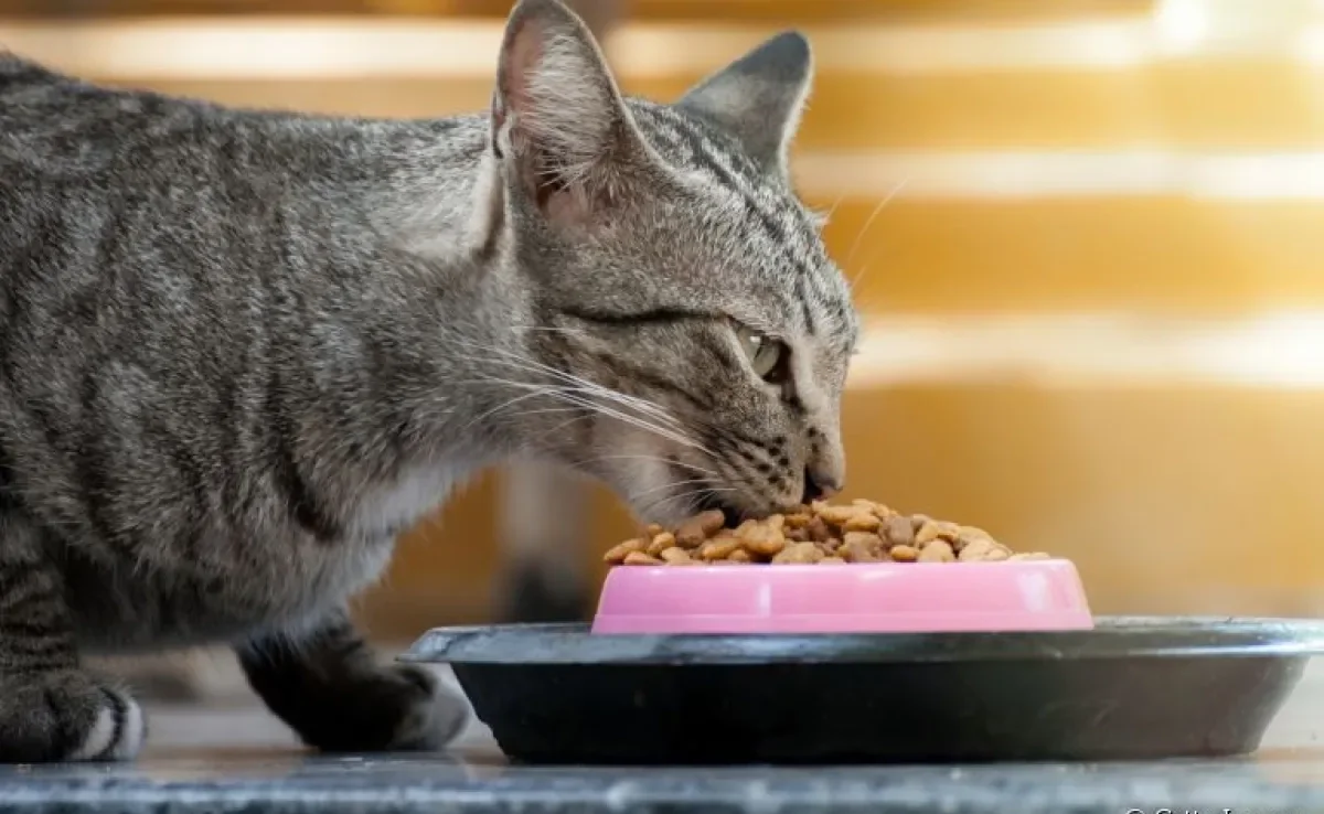 Ração renal para gatos: veja a melhor forma de introduzir o alimento na rotina do seu pet