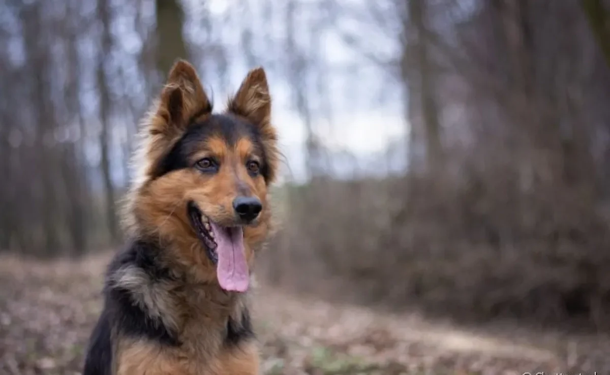 Conheça algumas raças de cachorro pastoeiro e suas principais características!