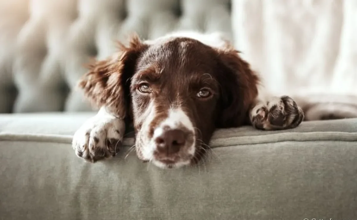 Cachorro entediado: o que fazer para afastar os momentos de tédio?