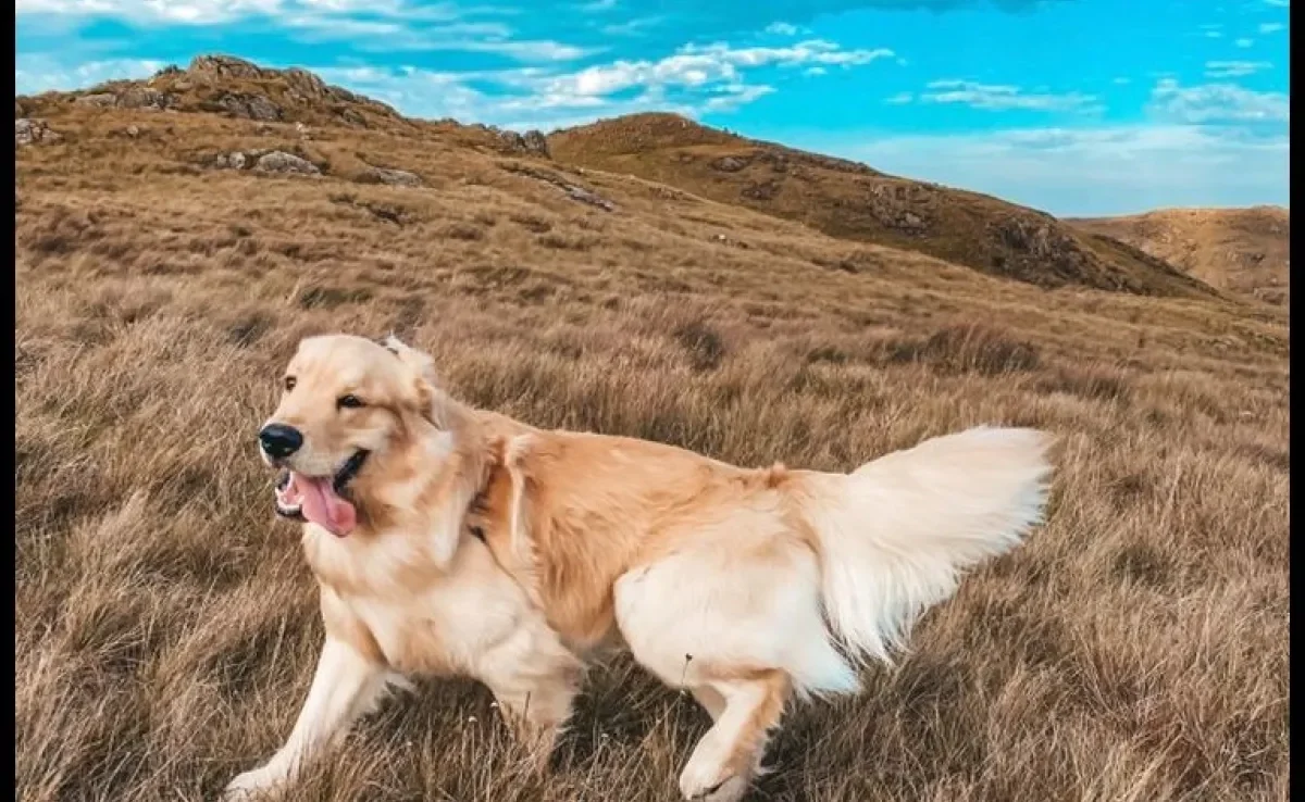 Conheça o Bento, cachorro que faz trilhas com os pais desde os três meses de idade