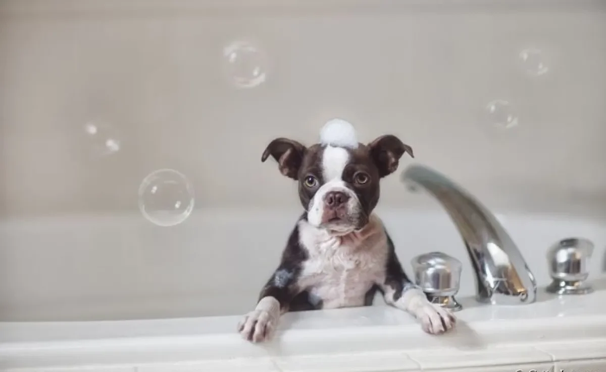 Do banho em cachorro à socialização: confira alguns hábitos essenciais para inserir na rotina do seu pet o quanto antes