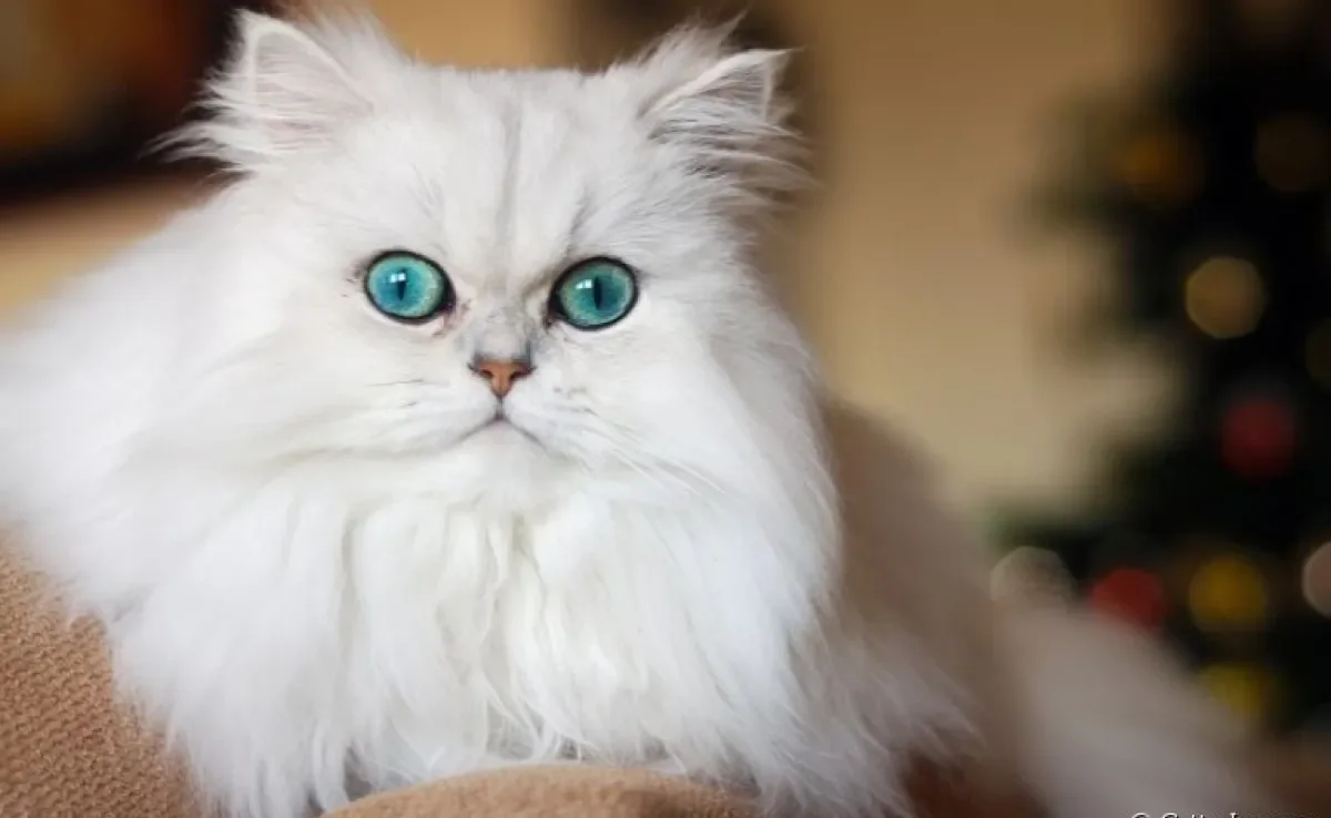 O gato Persa é uma das raças mais populares do mundo