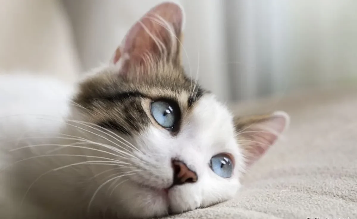 Curiosidades sobre gatos: os felinos são animais cheios de comportamentos peculiares e inusitados!
