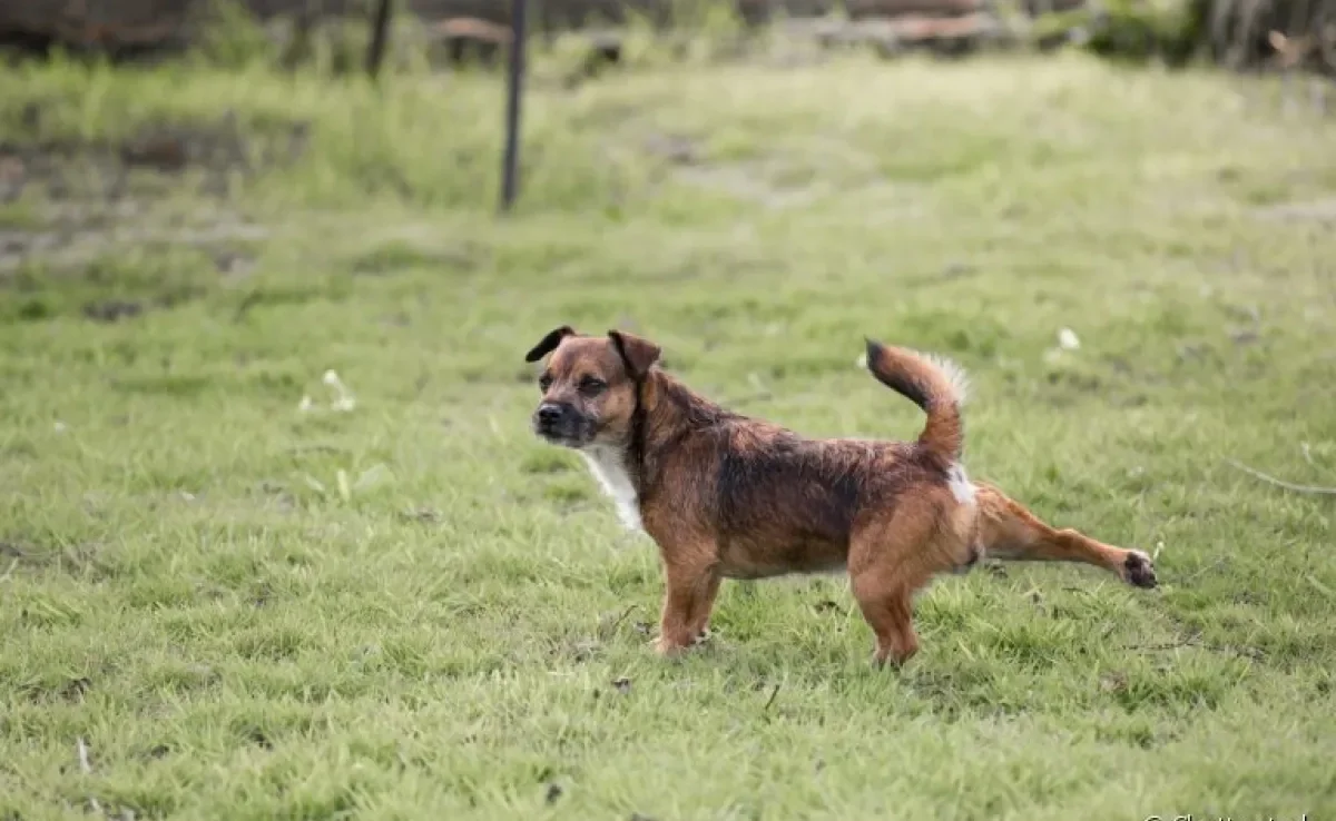 Entenda esse comportmento canino muito comum entre os cachorros machos