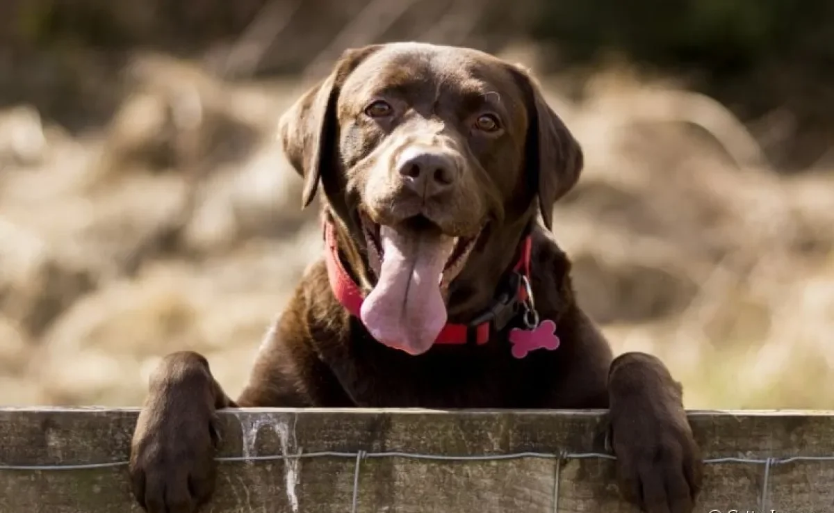 Raças de cachorro como o Labrador estão mais propensas a desenvolver a displasia coxofemoral em cães 