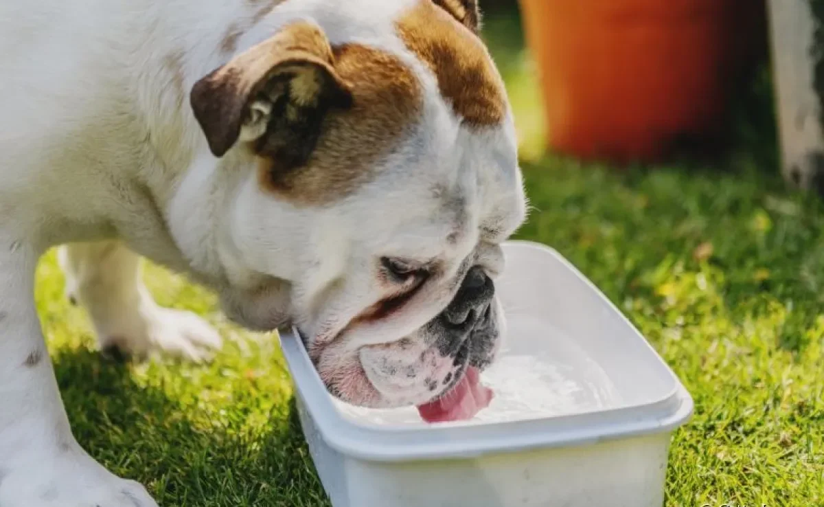 Cachorro bebendo muita água pode indicar problema no sistema urinário? Descubra essa e outras curiosidades