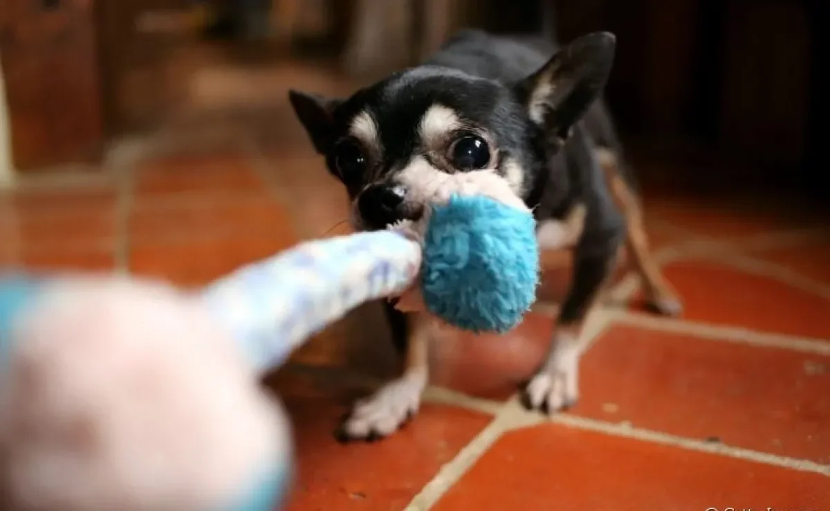 Cabo de guerra: cachorro adora e pode ter diferentes experiências com a brincadeira