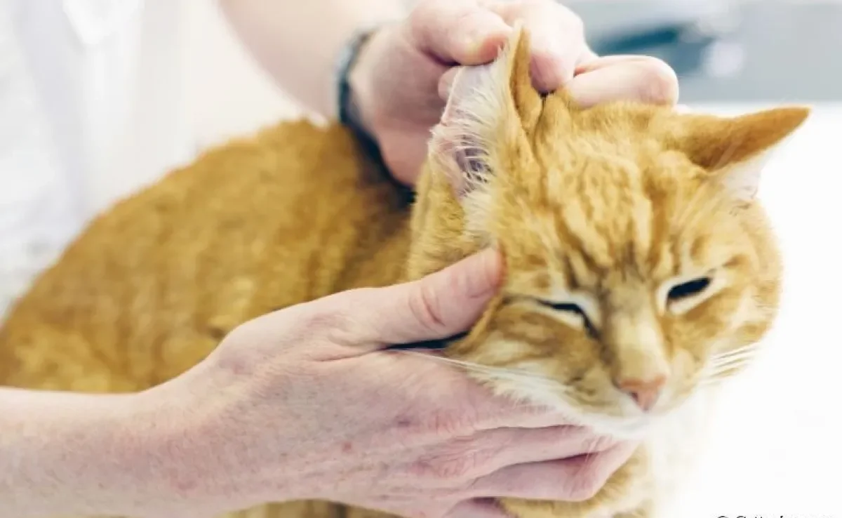 Limpar orelha de gato é fundamental para o bem-estar e saúde do seu pet
