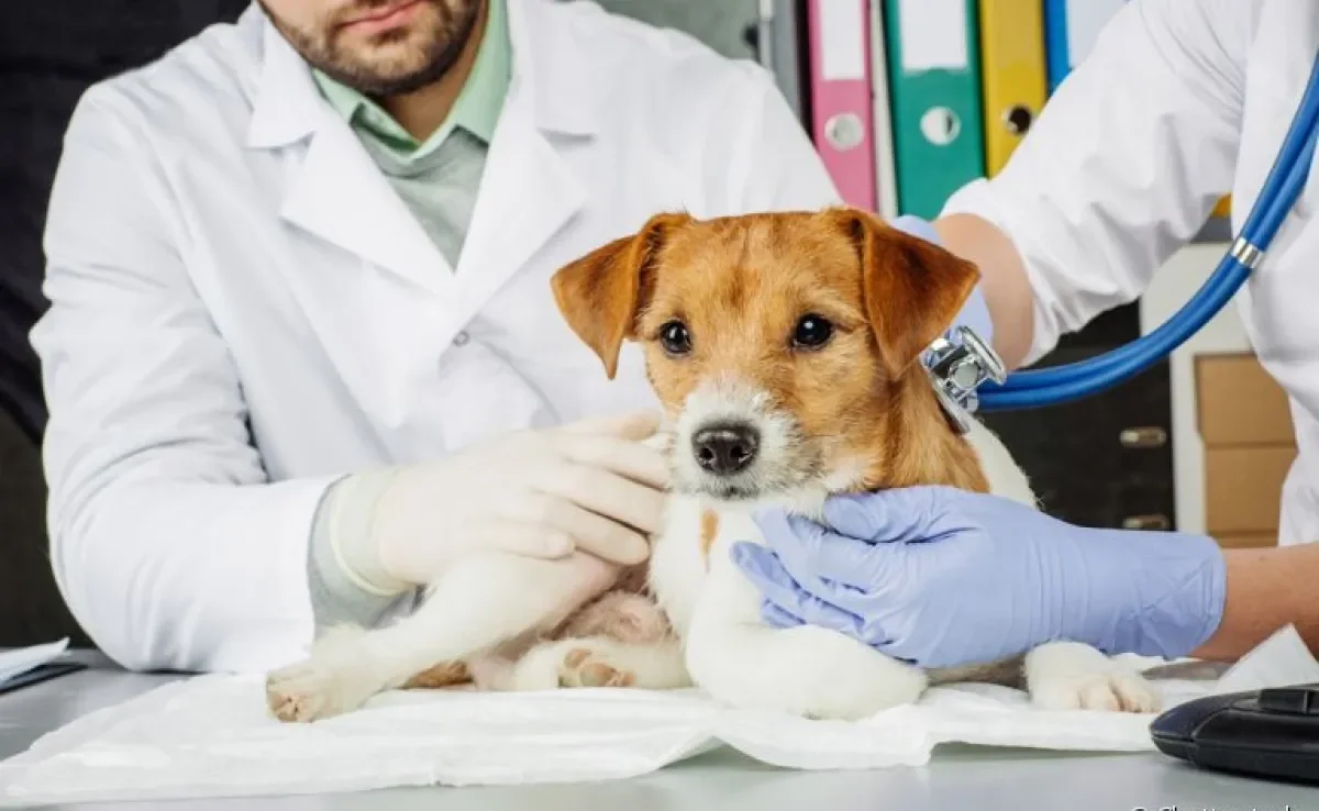Cachorro doente: saiba a melhor forma de se programar para gastos emergenciais