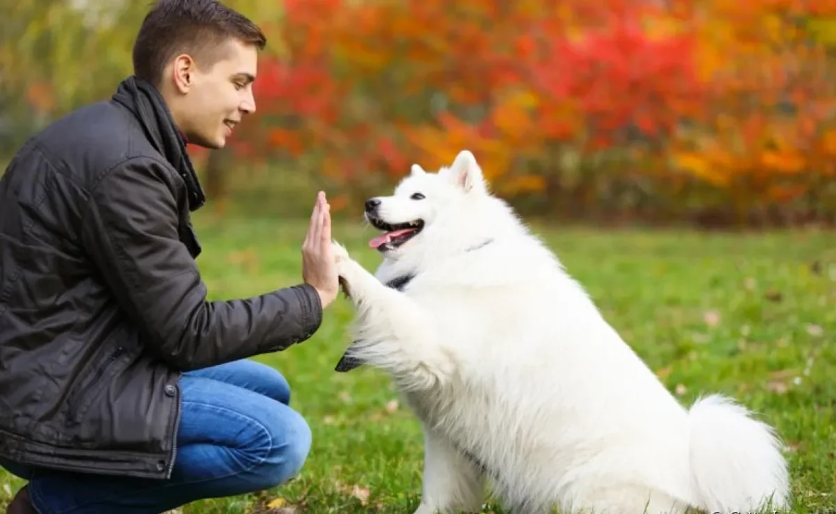 O adestramento de cães consegue corrigir comportamentos e também ensinar truques e comandos de obediência