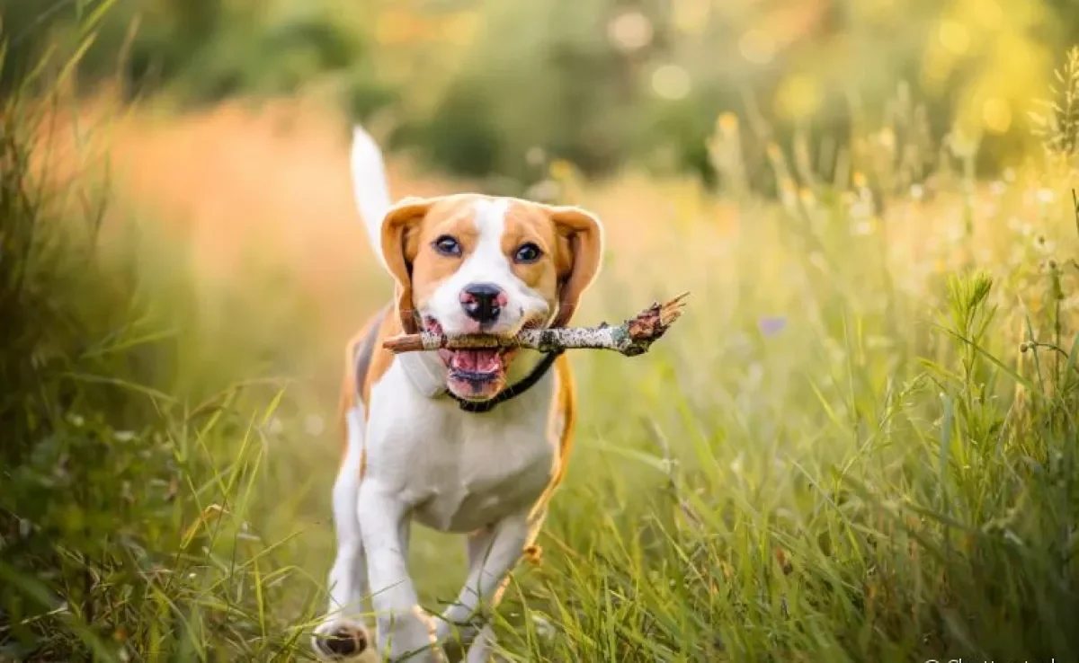 Jogar graveto para cachorro é uma brincadeira segura?