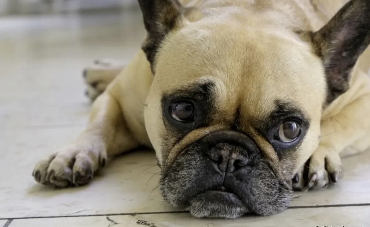 Cachorro sem apetite, emagrecendo e com problemas gastrointestinais são sinais de estresse