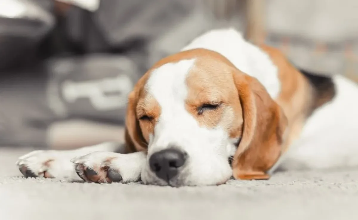 O ar condicionado faz mal para cachorro ou uma é uma solução para os dias quentes?