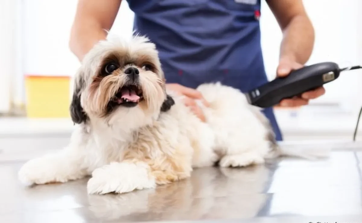 Em alguns casos, tosar cachorro no calor pode trazer benefícios para o animal