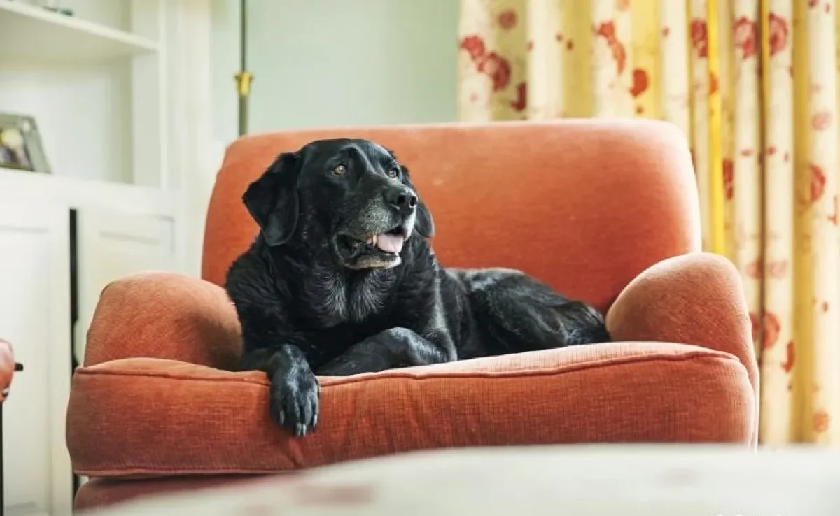 Cachorros idosos demandam cuidados ainda mais específicos para uma velhice tranquila
