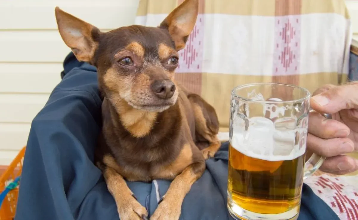 Vinho e cerveja para cachorro? Conheça mais sobre as bebidas formuladas para os pets