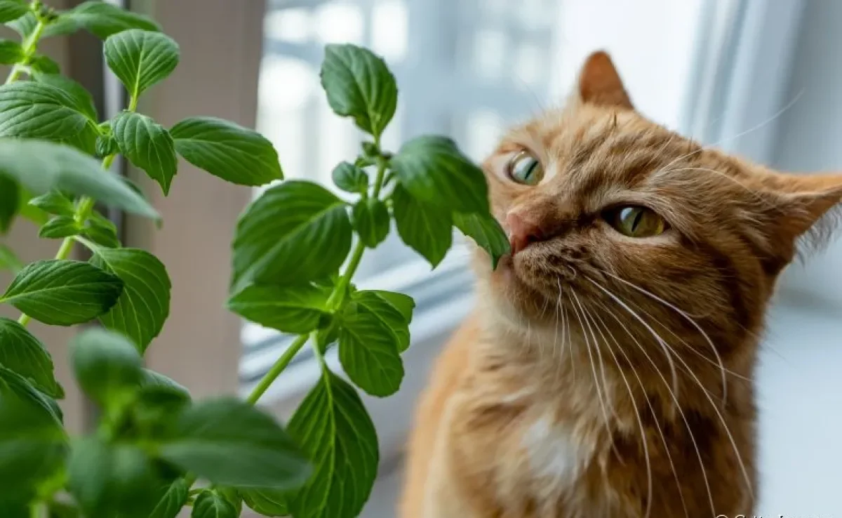 Saber quais são as plantas seguras para gatos é um cuidado importante