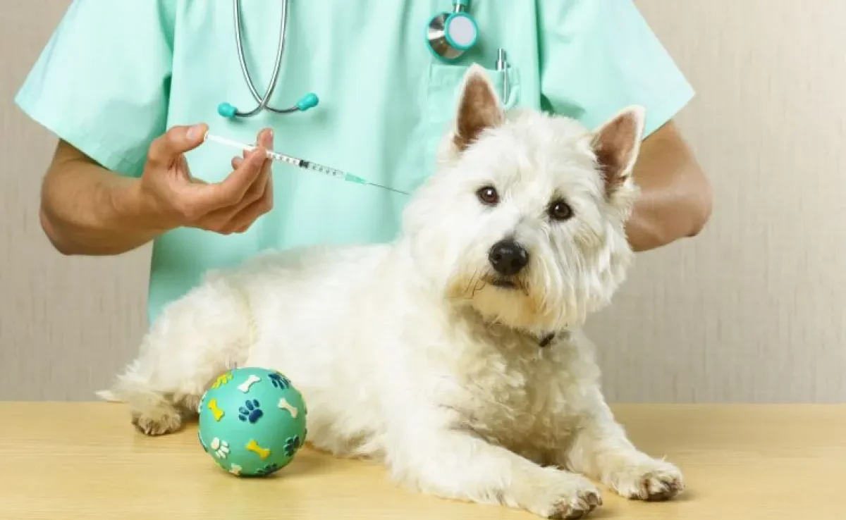 Afinal, pode atrasar vacina do cachorro ou não? Veja quais são os perigos desse hábito