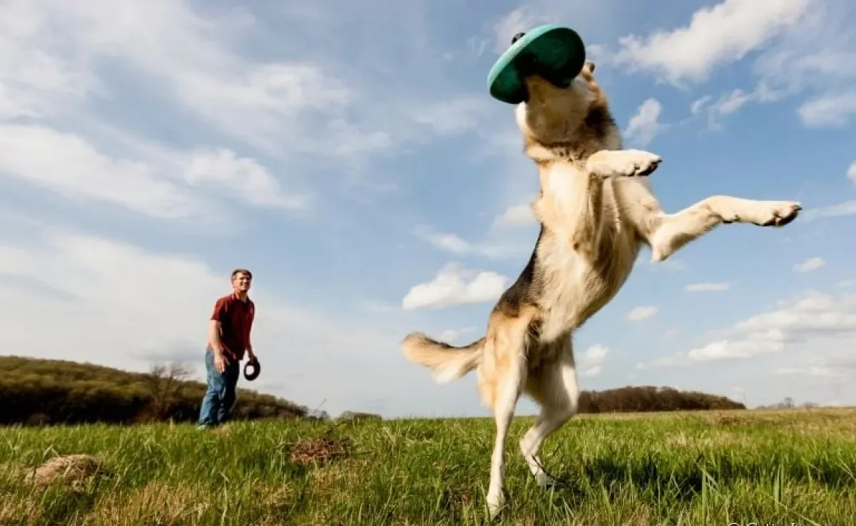 Brincadeiras que cachorros gostam: do frisbee ao agility, conheça algumas opções para divertir o seu amigo!