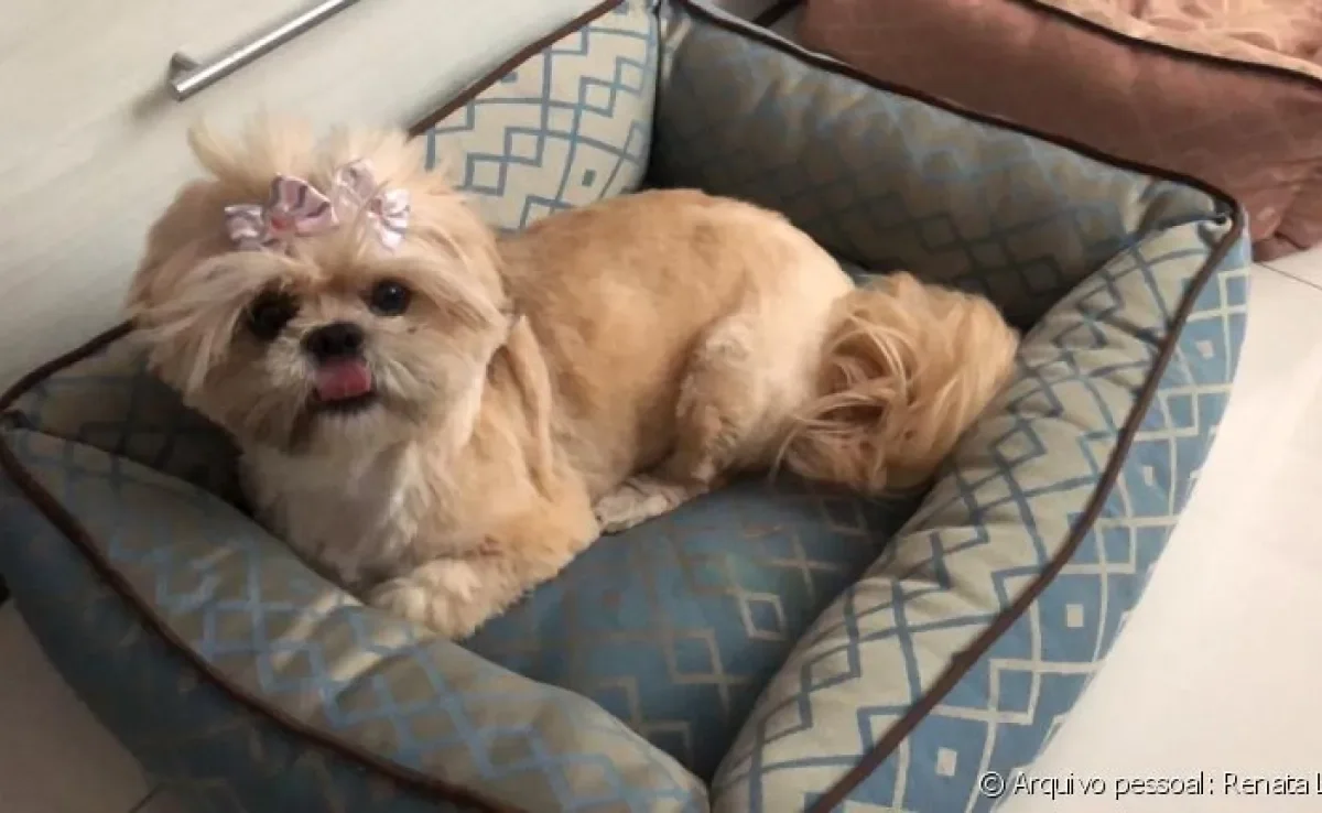 Cachorro resgatado: a Belinha vive muito bem com sua tutora depois de um passado traumático