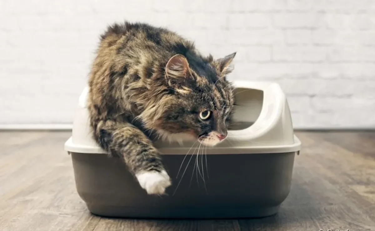 A caixa de areia com peneira é uma ótima opção de banheiro para os gatos