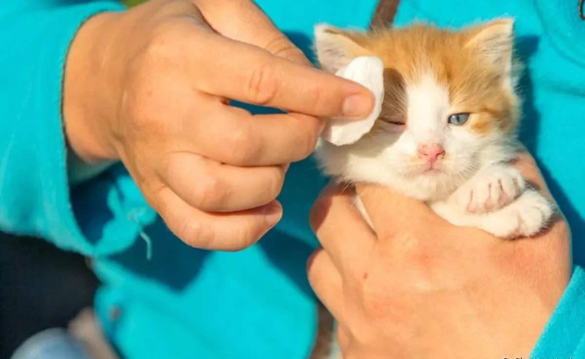 É normal que o olho de gato filhote apresente alguns problemas nas primeiras semanas de vida